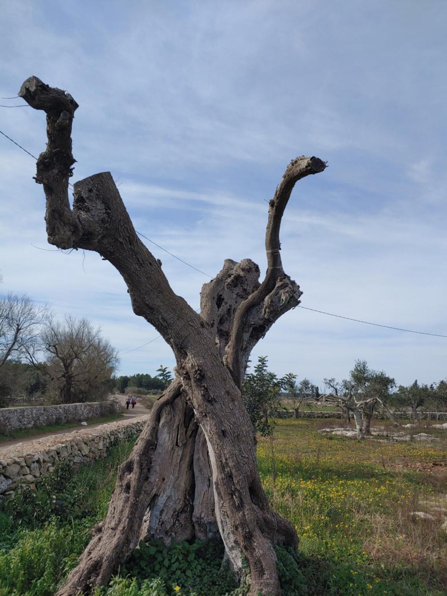 Apartamento La Nicchia-Trullo Corigliano dʼOtranto Exterior foto